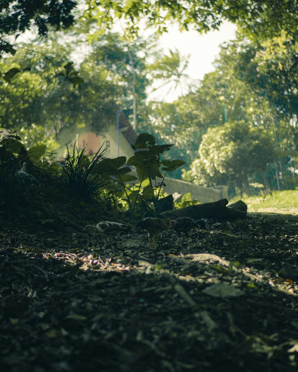 green trees and plants during daytime