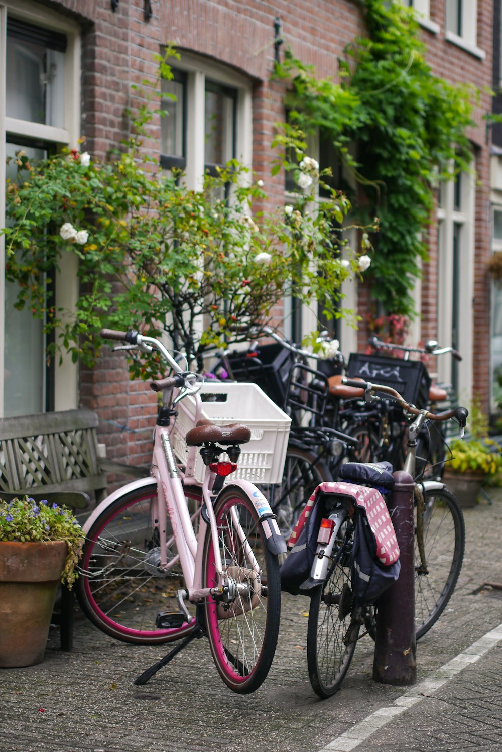 red and black city bikes parked beside green tree during daytime