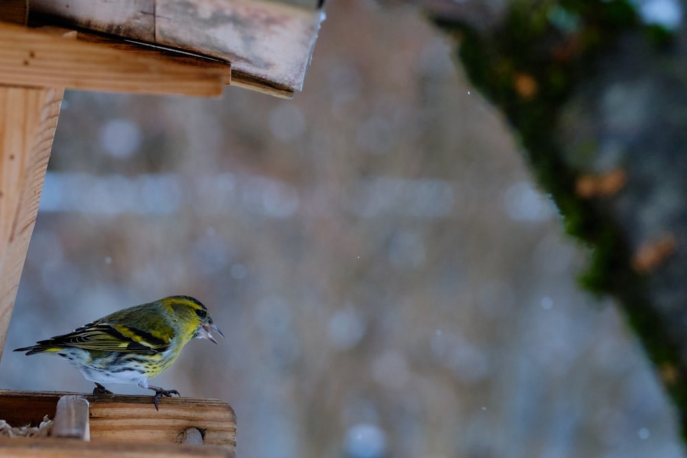 green and yellow bird on brown wooden stick