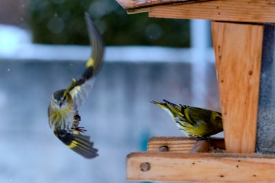 yellow and black bird on brown wooden bird house