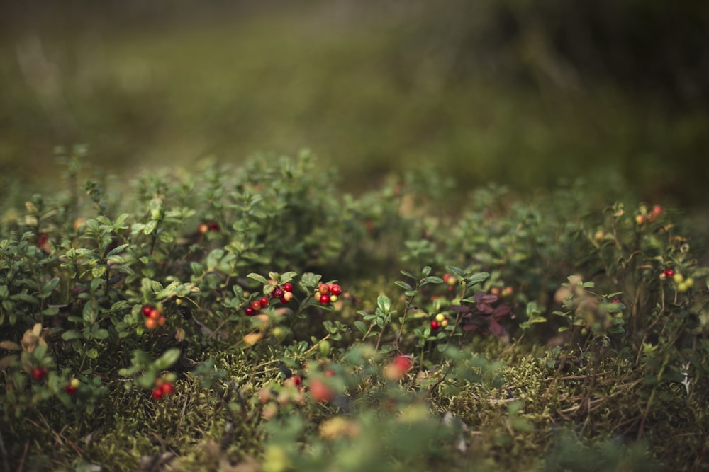 rote und grüne Pflanze in der Tilt-Shift-Linse