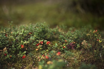 red and green plant in tilt shift lens cranberries teams background