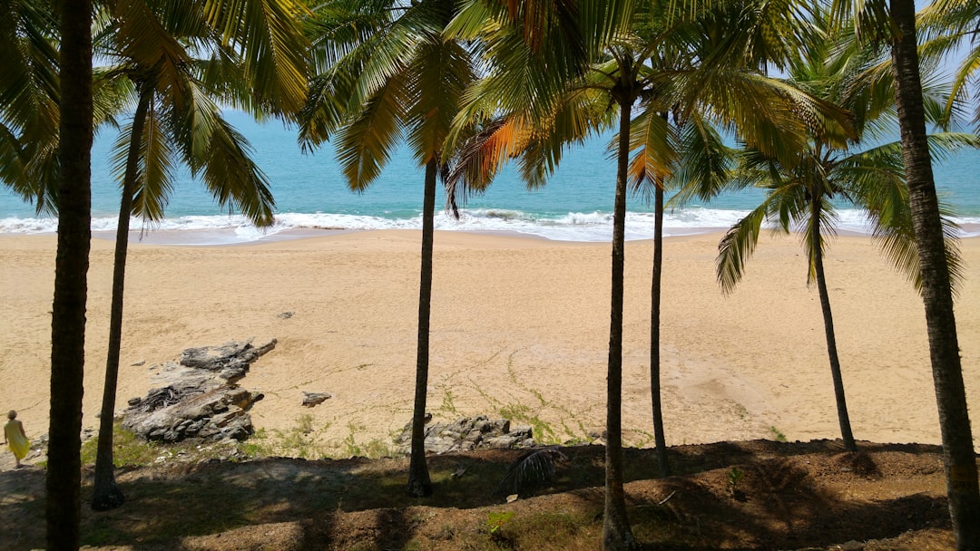 palm tree on brown sand beach during daytime