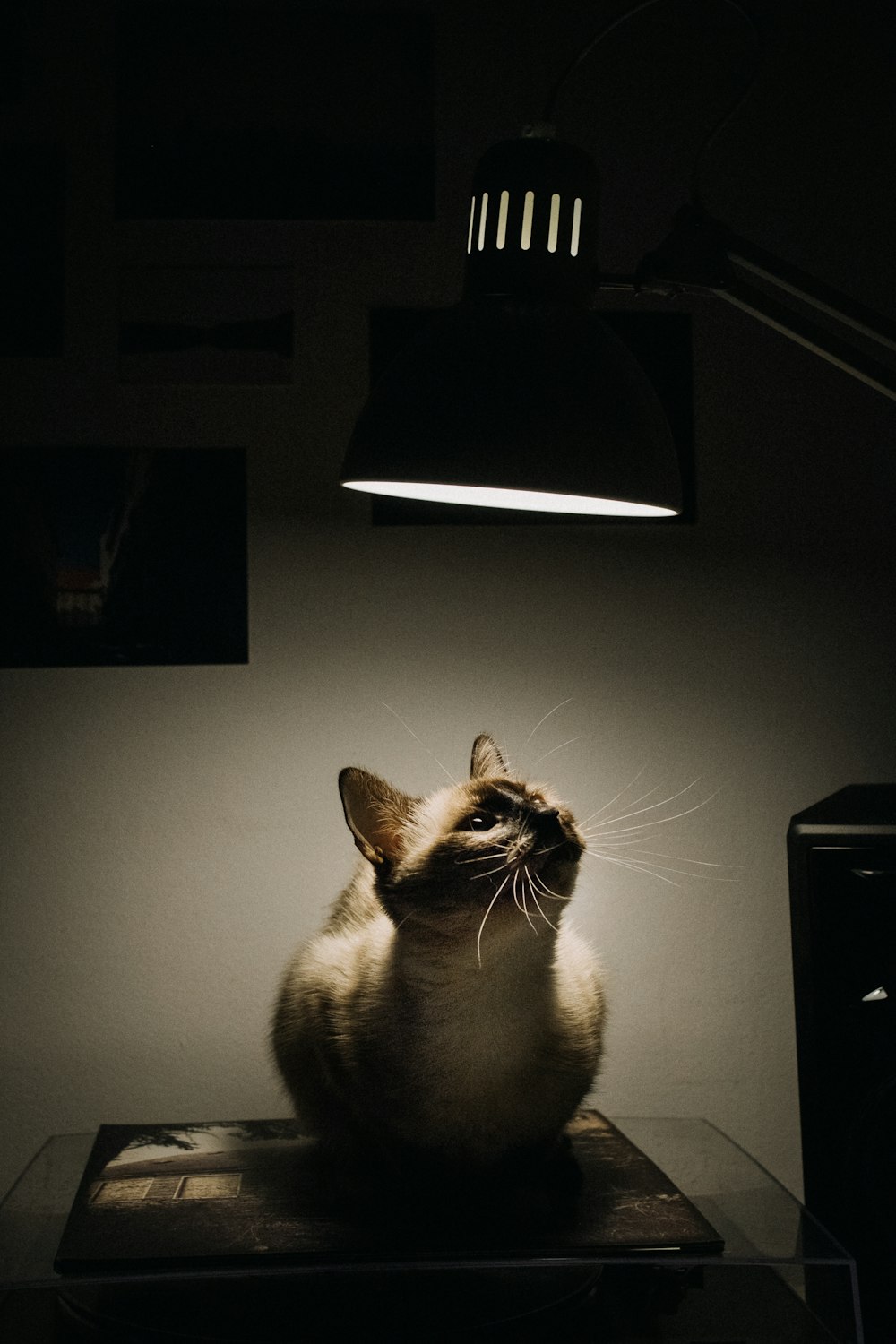 white and black cat on black table