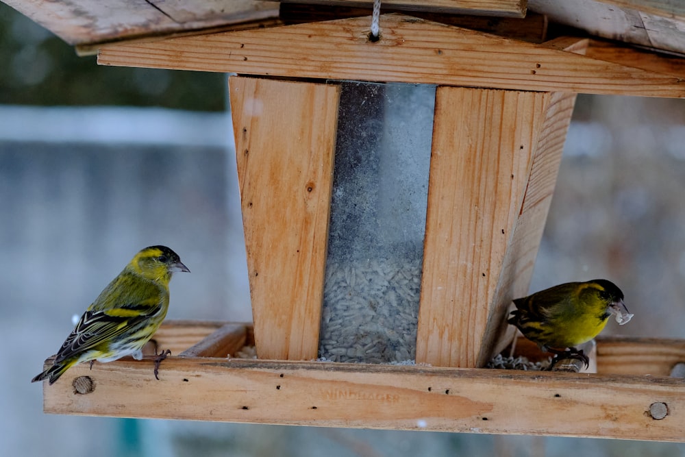 green and yellow bird on brown wooden bird house
