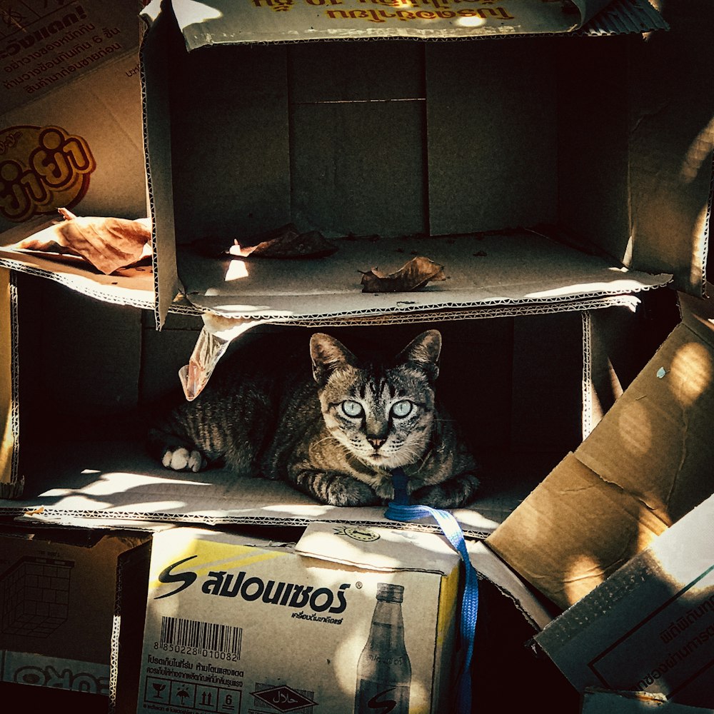 brown tabby cat in cardboard box