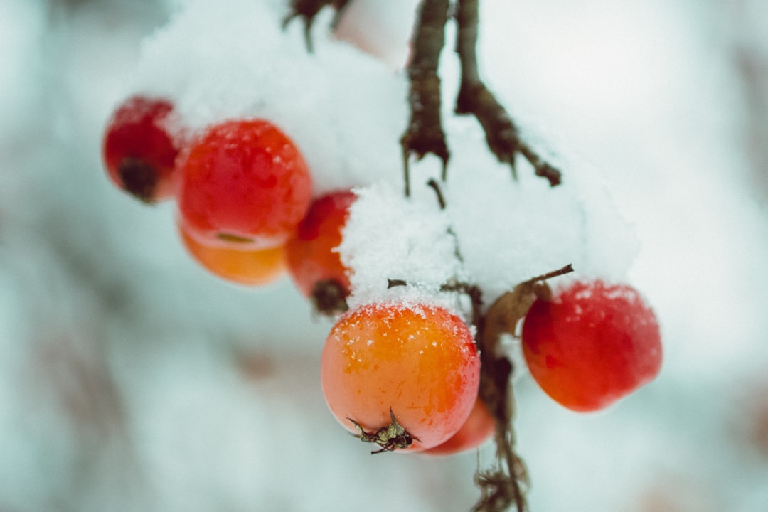 red fruit on brown tree branch