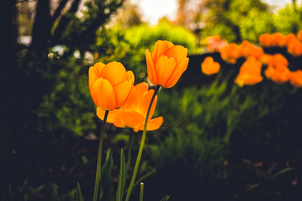 orange tulips in bloom during daytime