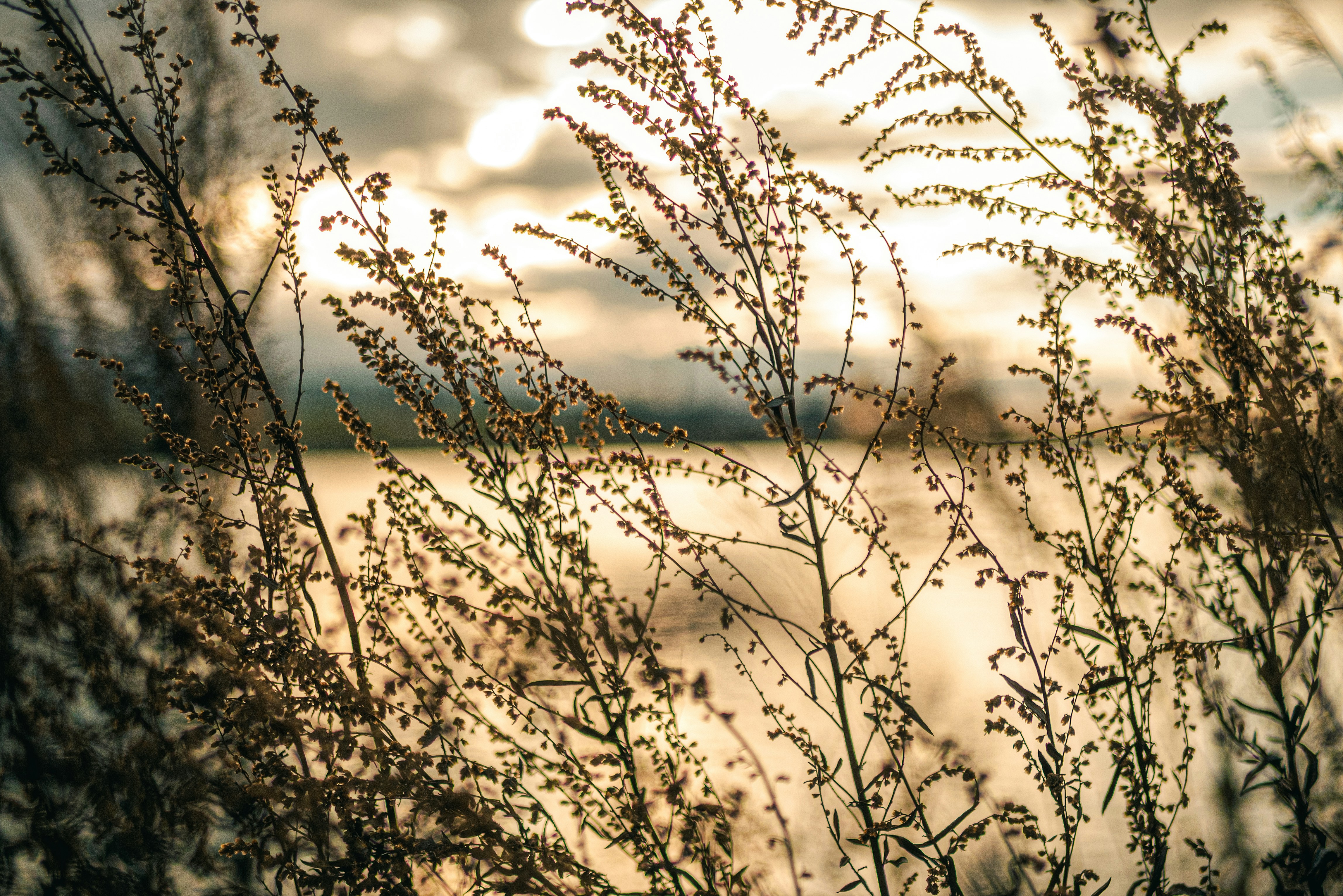 brown plant under white clouds during daytime