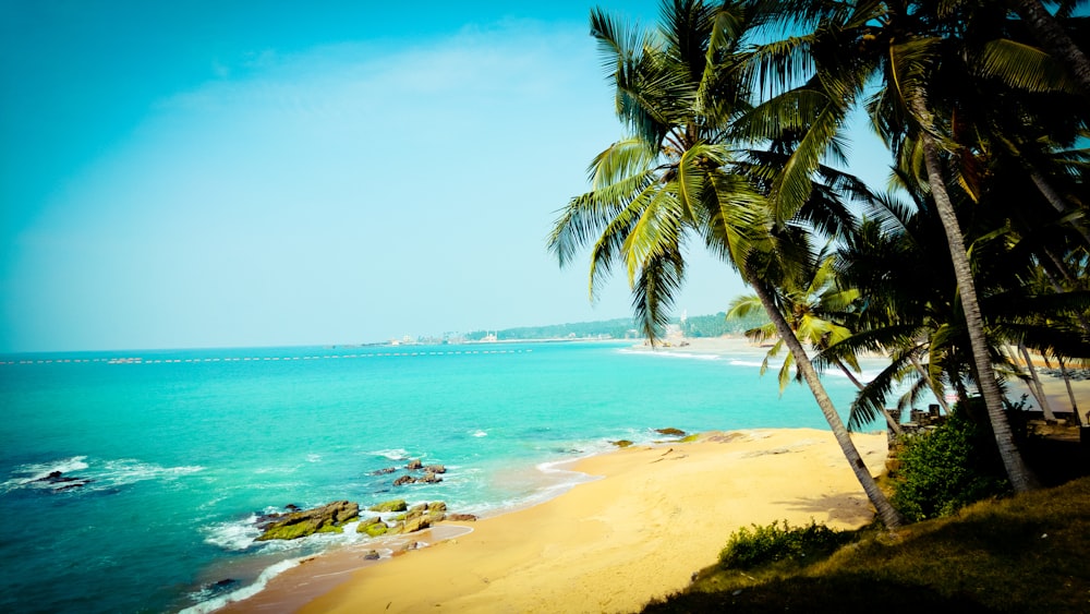 green palm tree on beach during daytime