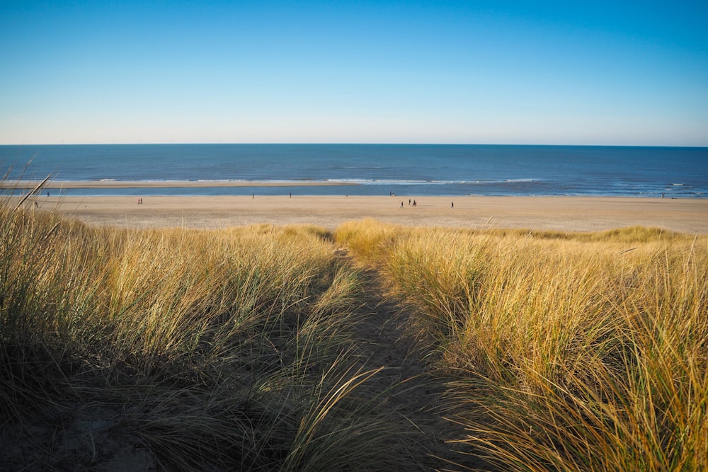 green grass field near sea during daytime