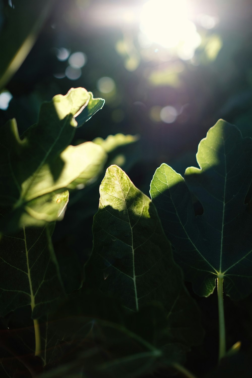 green leaf in close up photography