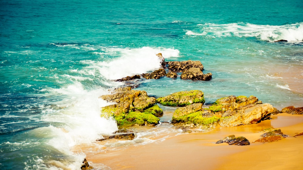 musgo verde na formação rochosa marrom à beira-mar durante o dia