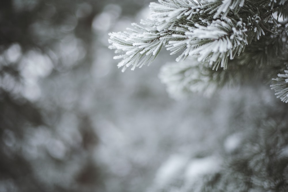 white snow on green pine tree