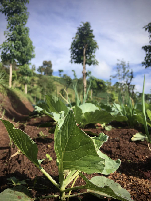 Close-up of a reforestation project with young saplings planted in rich brown soil under a clear sky.