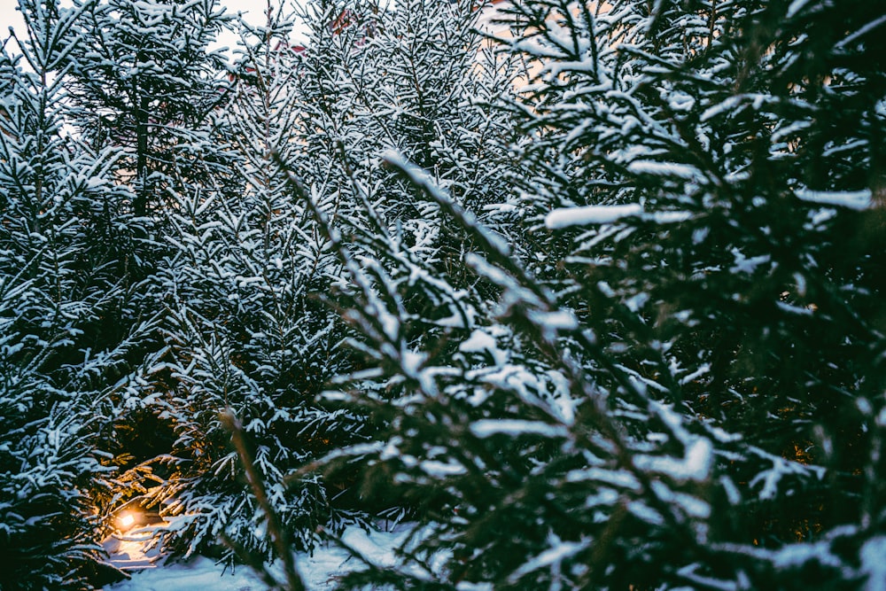 green grass with snow during daytime