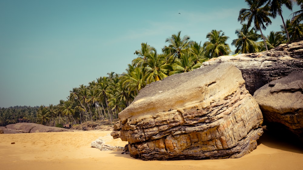 brown rock formation near green palm tree during daytime