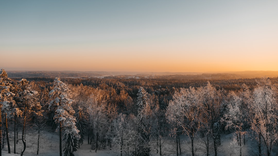 snow covered trees during daytime