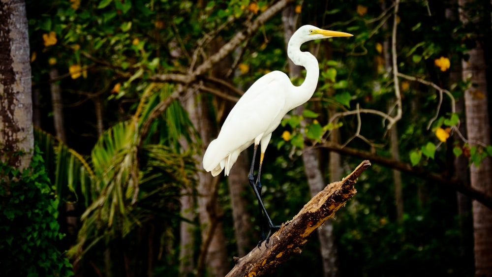 white bird on brown tree branch