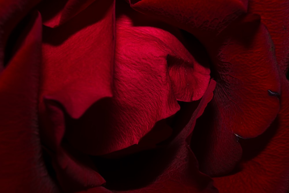 red rose in bloom close up photo