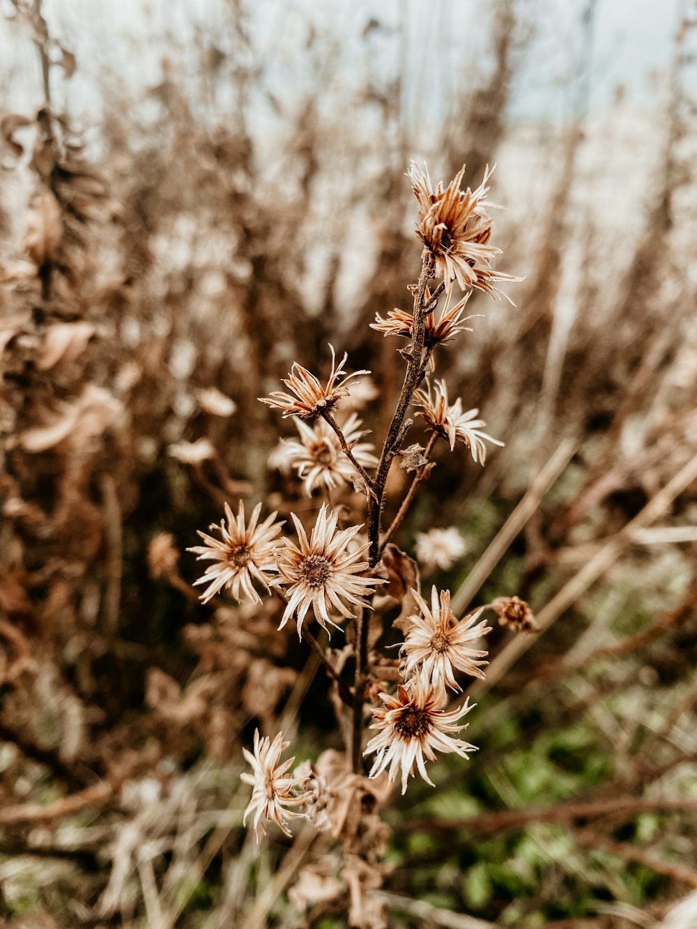 white and brown flower in tilt shift lens