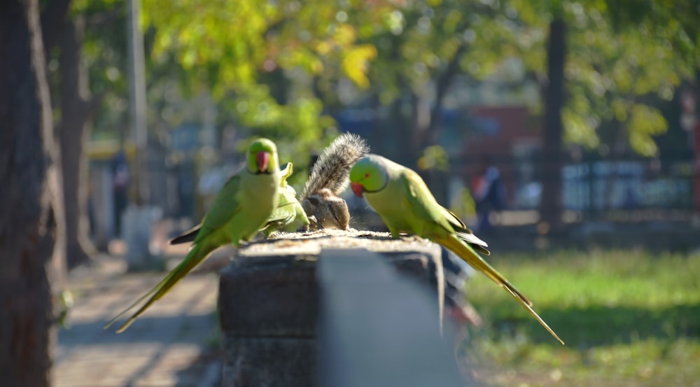 green and yellow bird on brown wooden fence during daytime