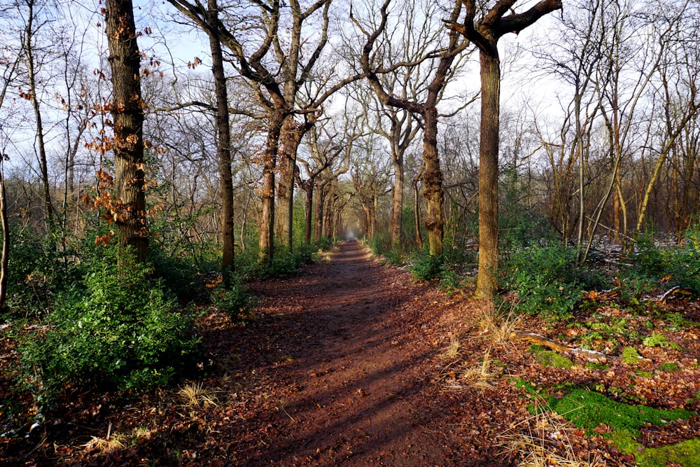 brown pathway between trees during daytime