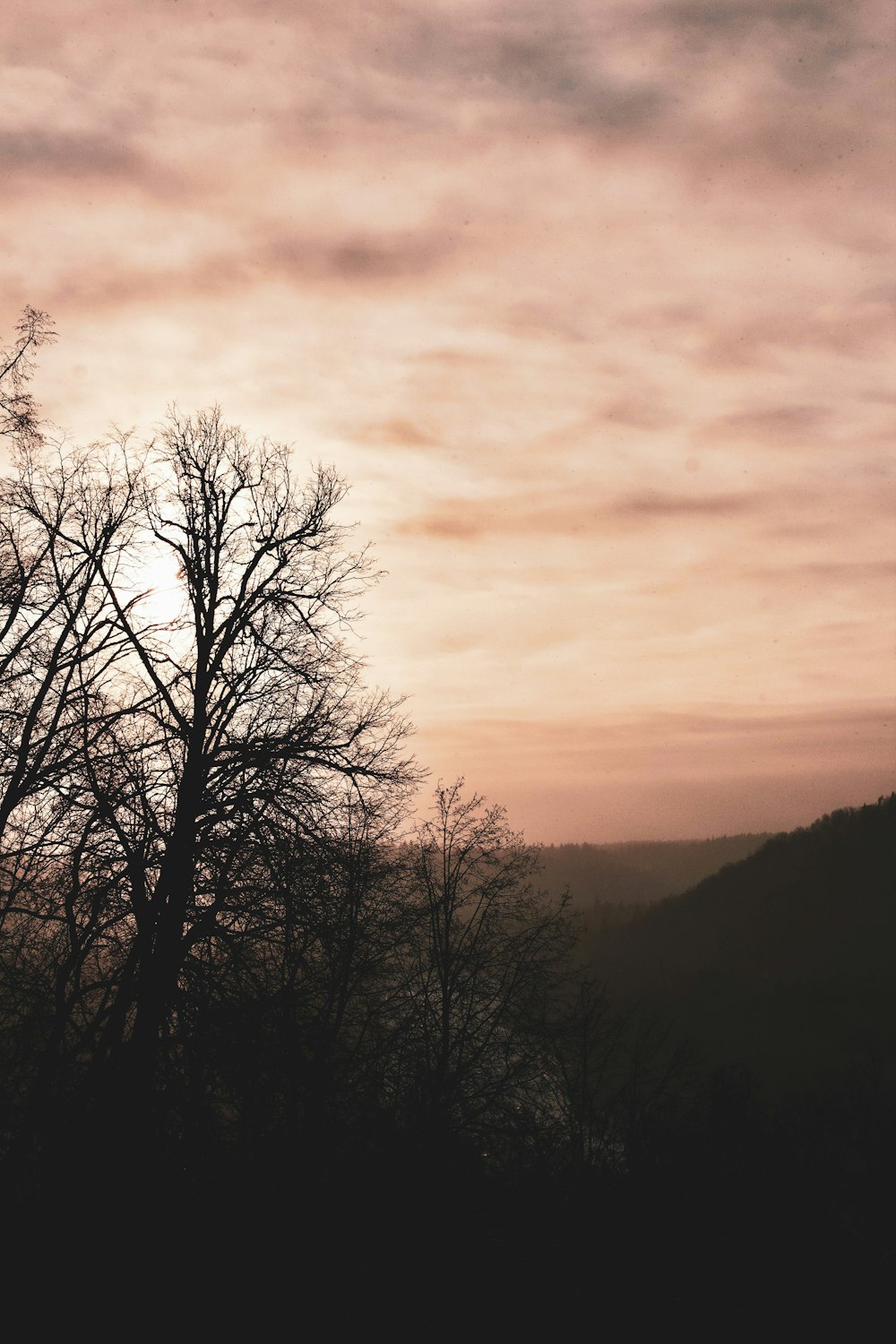 leafless tree on mountain during sunset