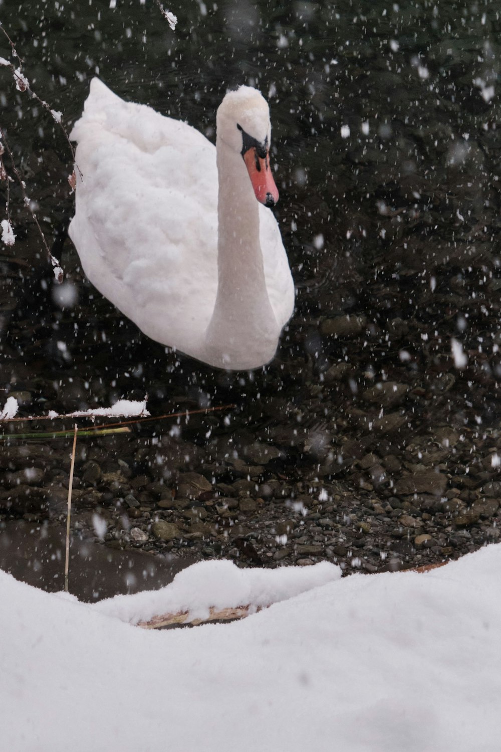 white swan on snow covered ground during daytime