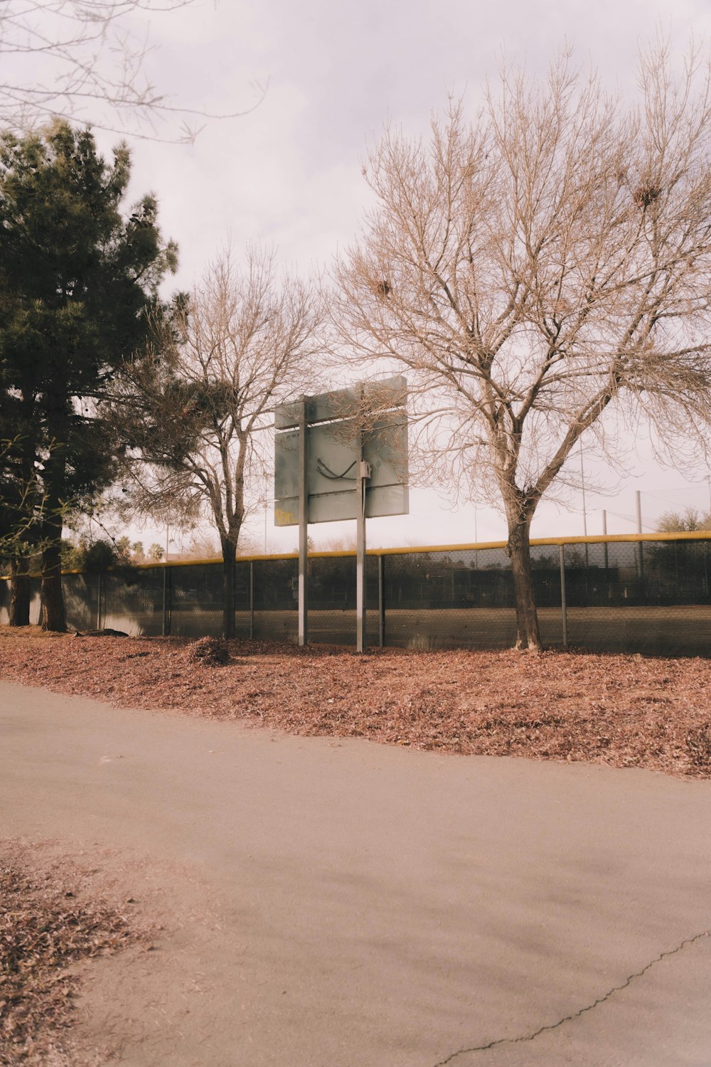 white basketball hoop near bare trees during daytime