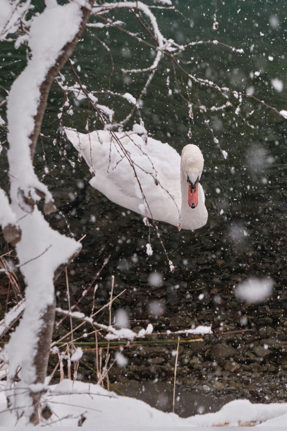 white swan on snow covered ground during daytime