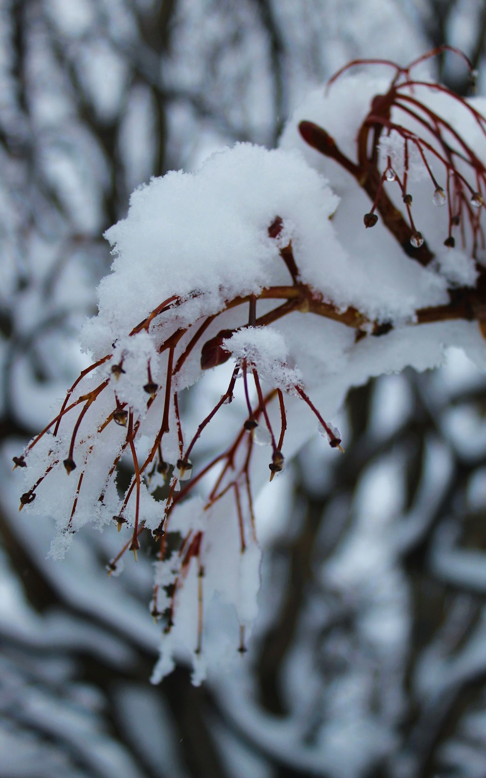 snow covered tree branches during daytime