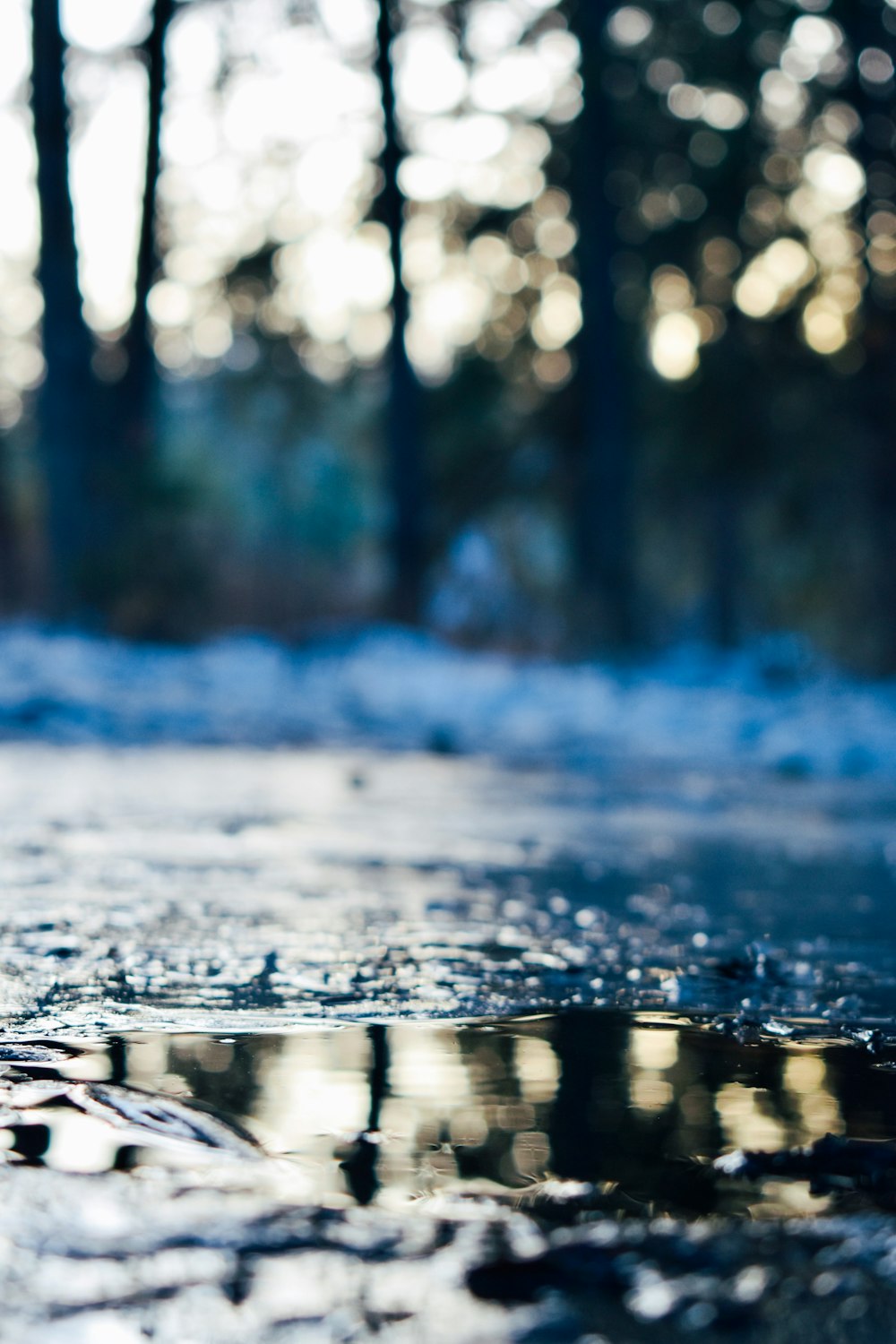 water in the woods during daytime