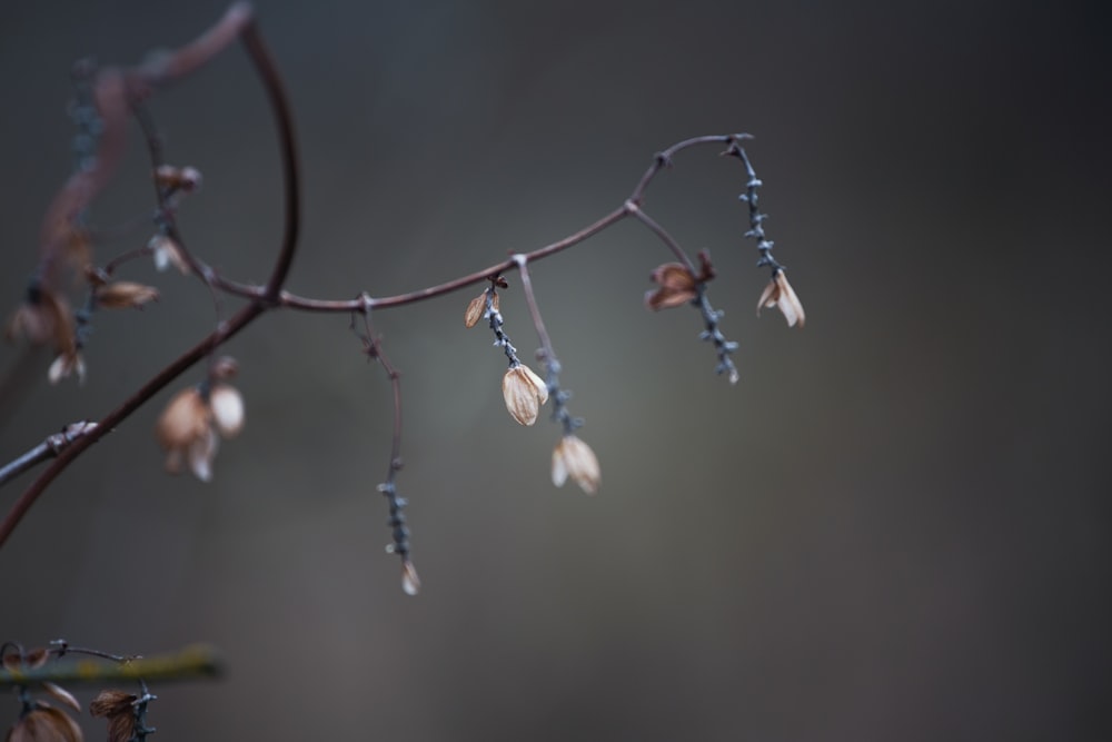 white and brown round fruits