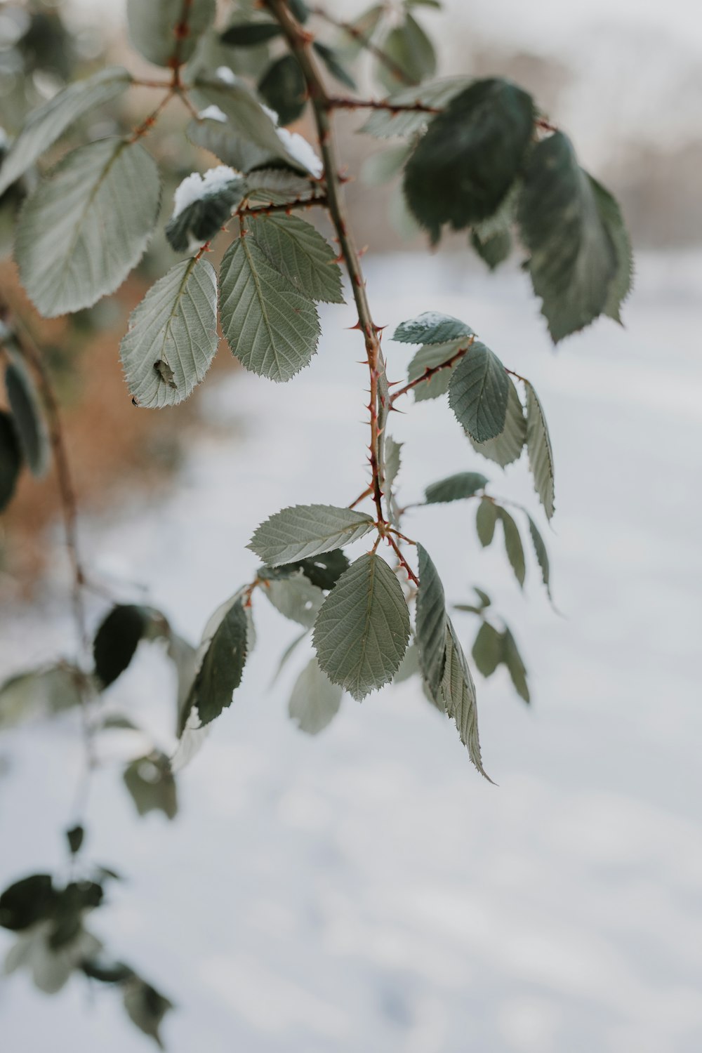 green leaf covered with snow