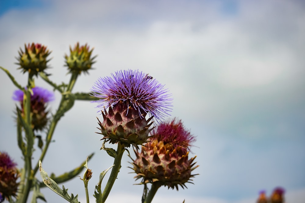 purple flower in tilt shift lens