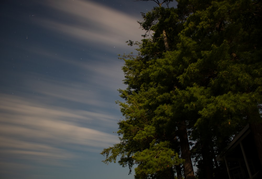 green trees under blue sky during daytime