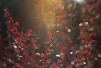 red and white flowers in tilt shift lens