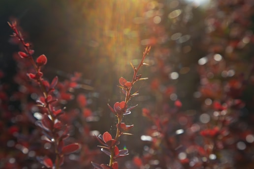 red and white flowers in tilt shift lens