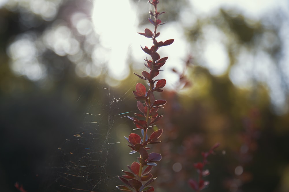 red and white plant in tilt shift lens