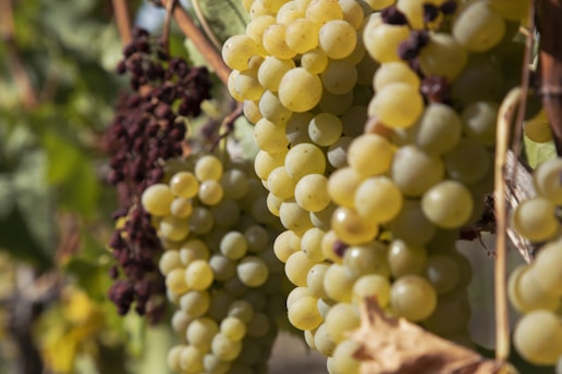 Clusters of ripe, yellow-green grapes hang from vines, with some parts of the image showing darker, possibly withered grapes. Light filters through the vineyard, highlighting the freshness and round shape of the grape clusters.