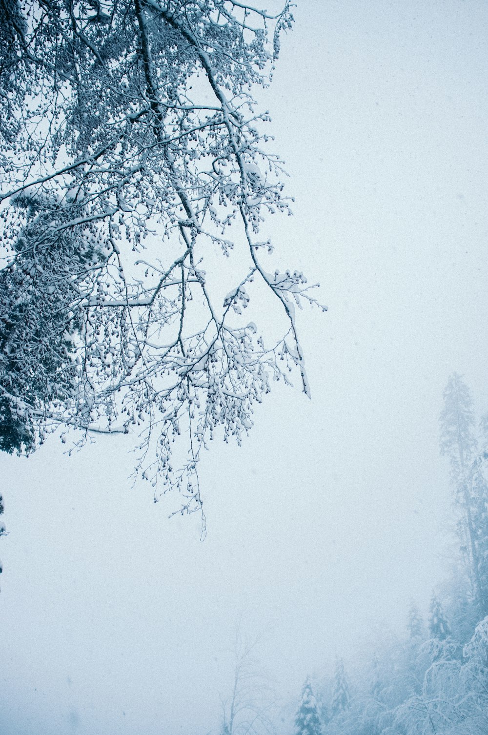 green trees under white sky during daytime