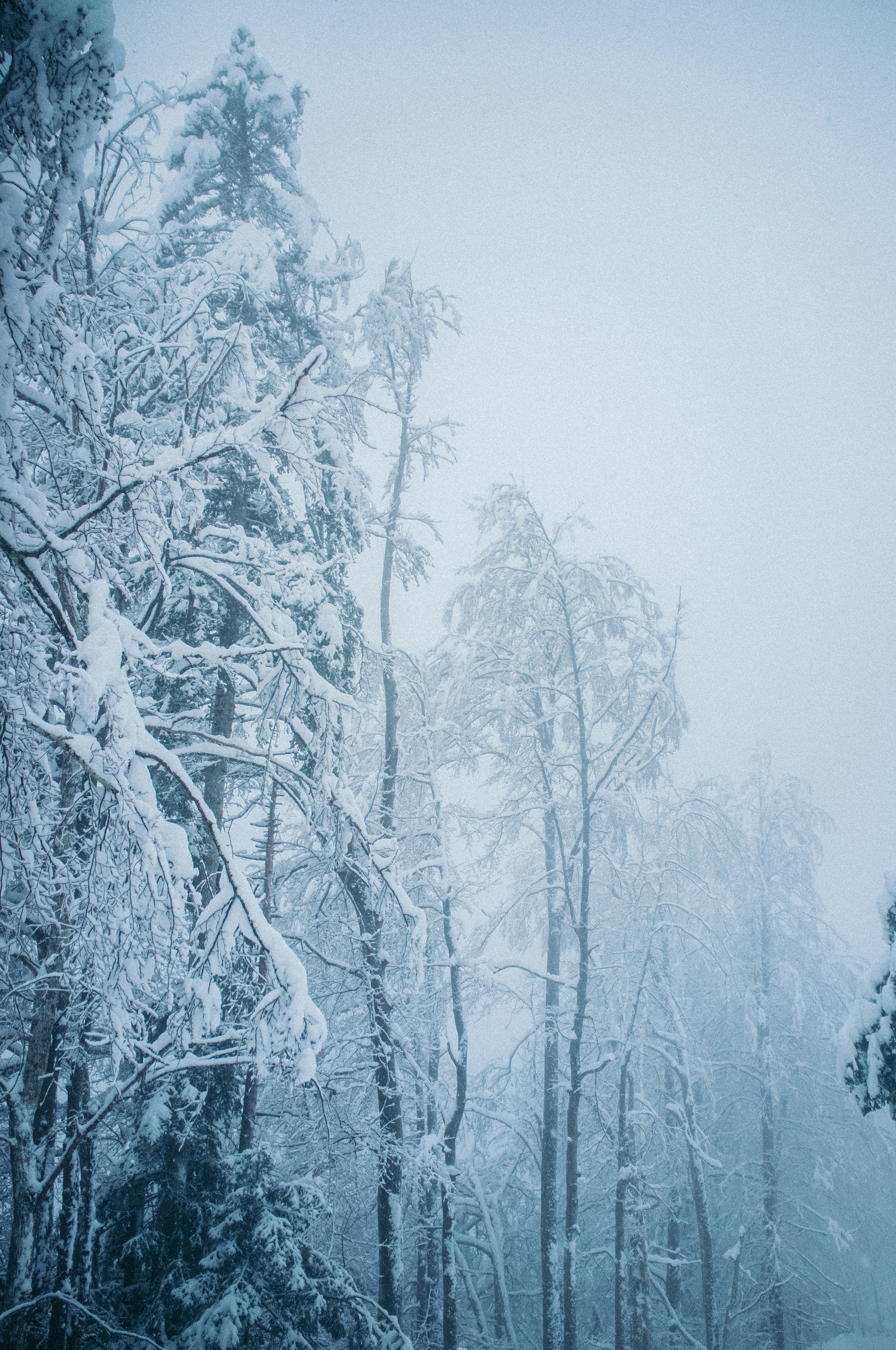 Photo by corina_rainer_