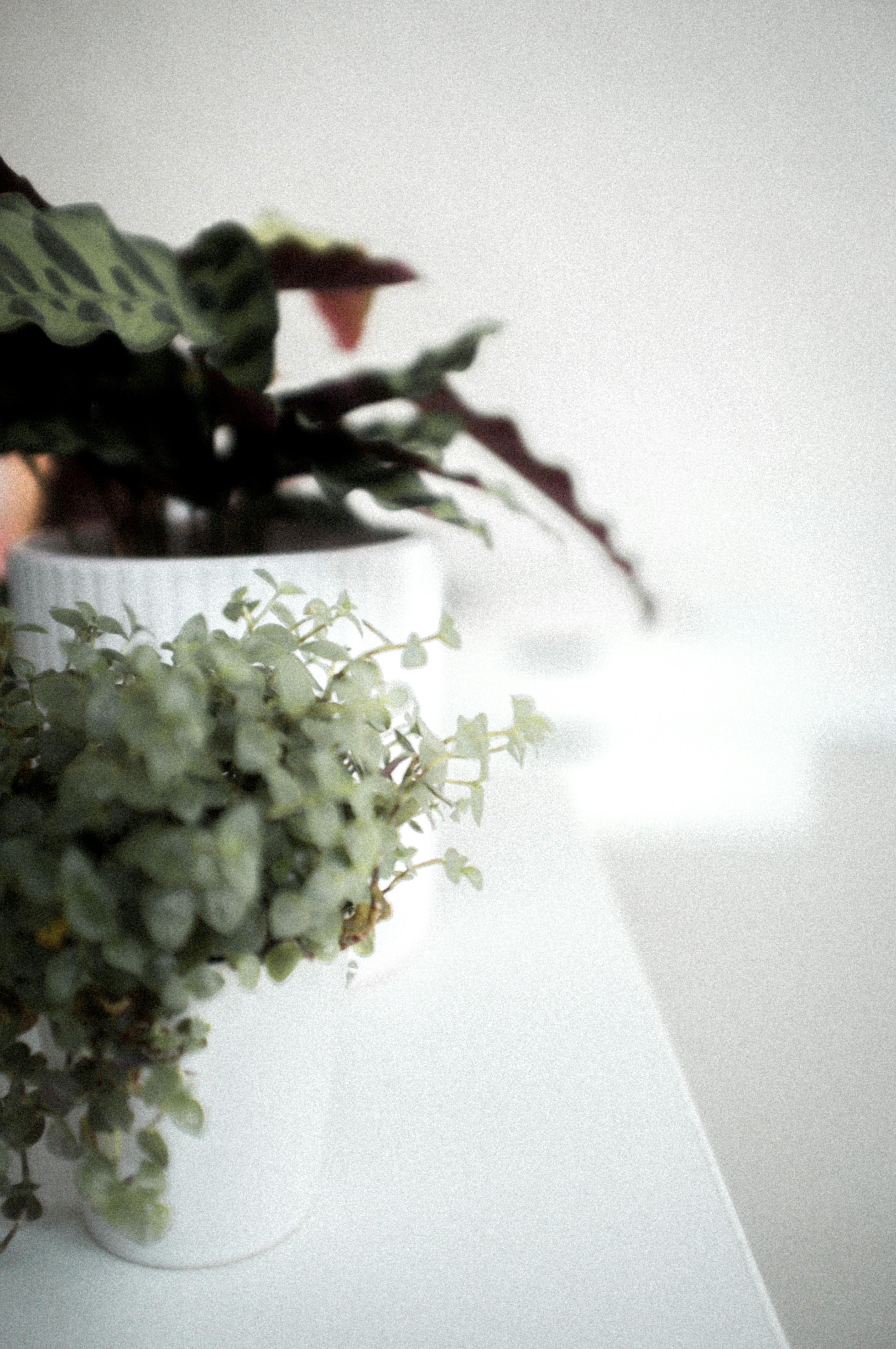 Photo by corina_rainer_