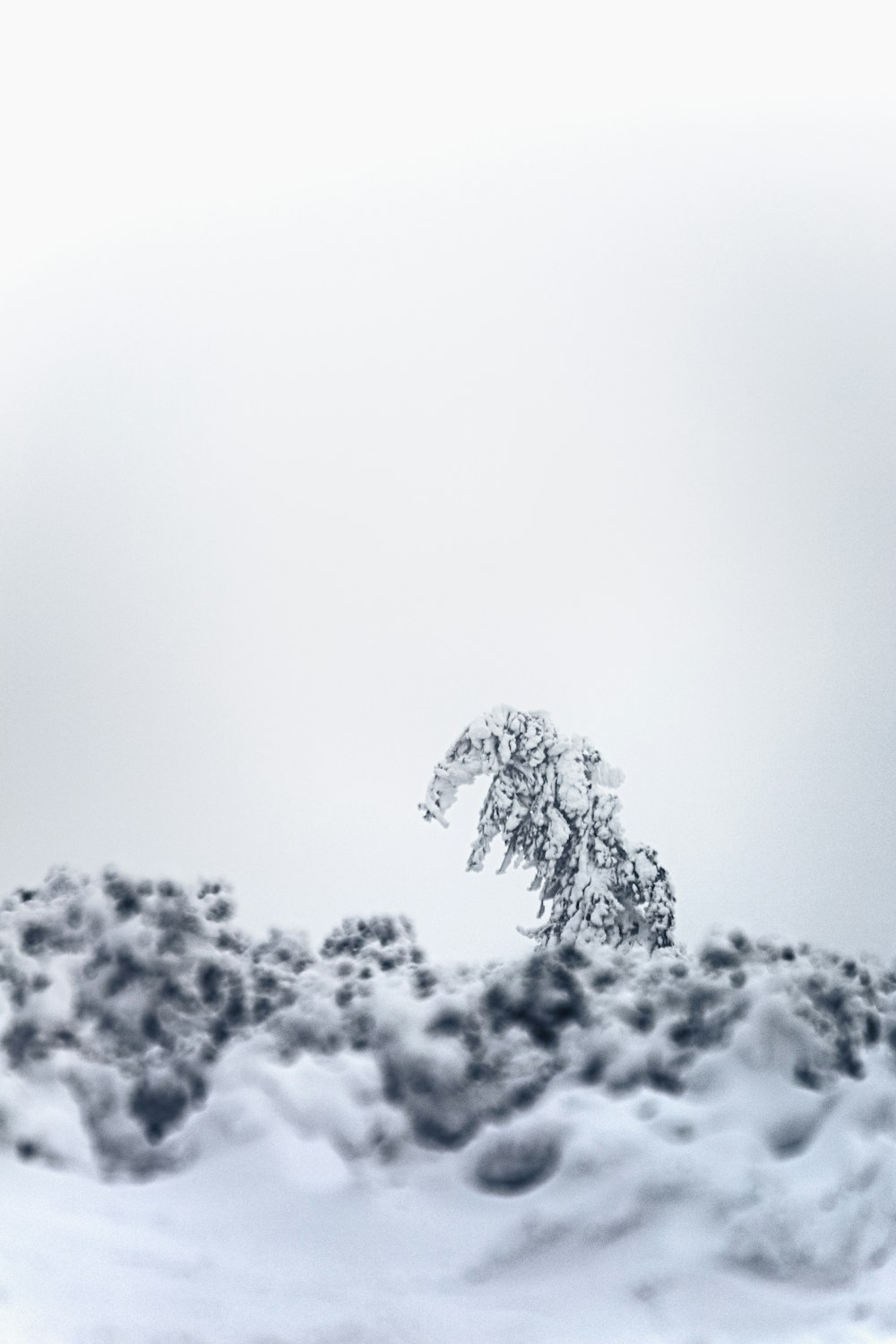 white snow covered tree during daytime