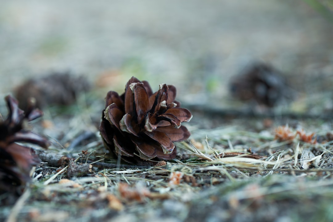 brown dried leaves on ground