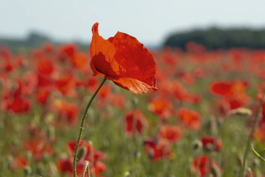 red poppy flower in bloom during daytime