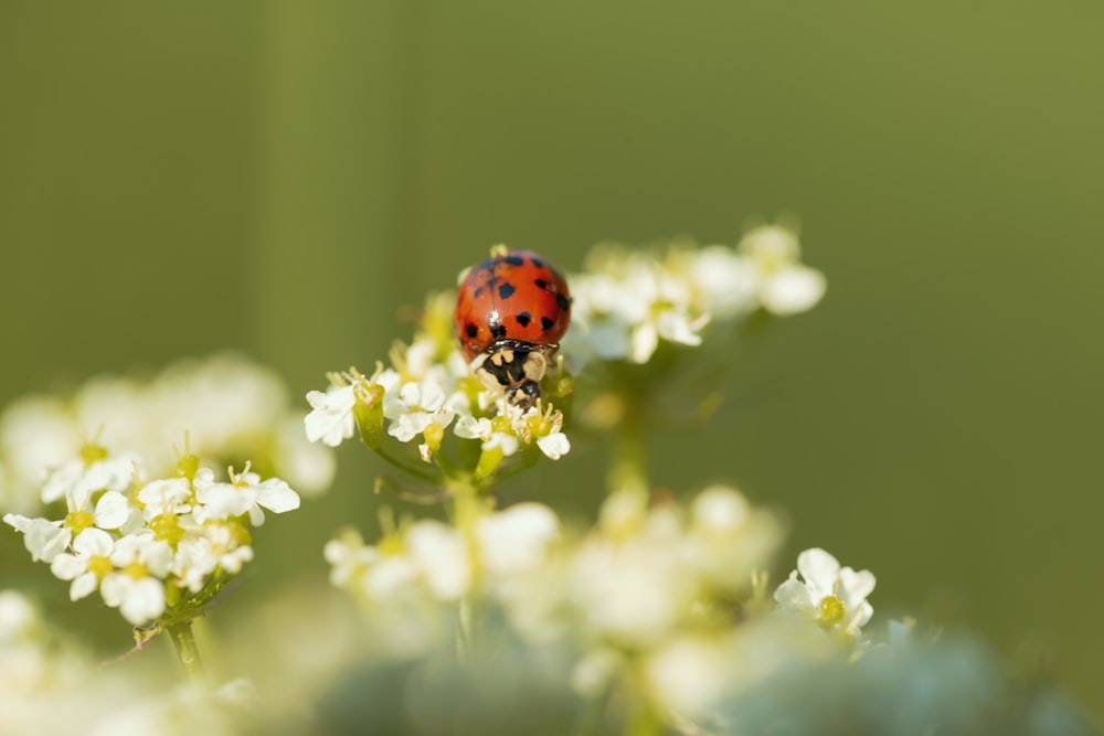 red ladybug perched on yellow flower in close up photography during daytime