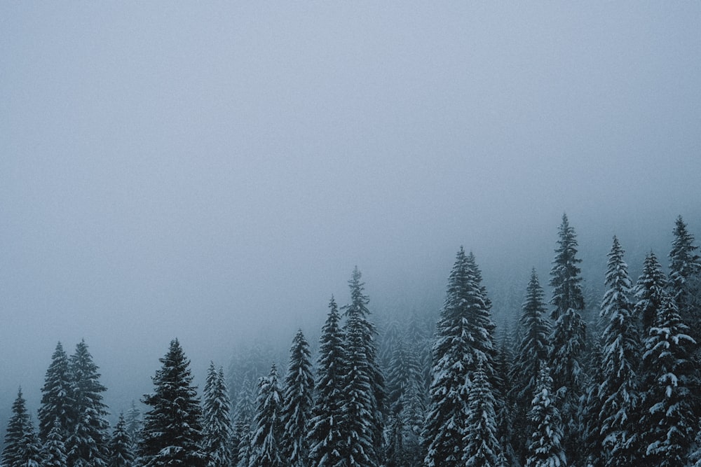 green pine trees covered with snow