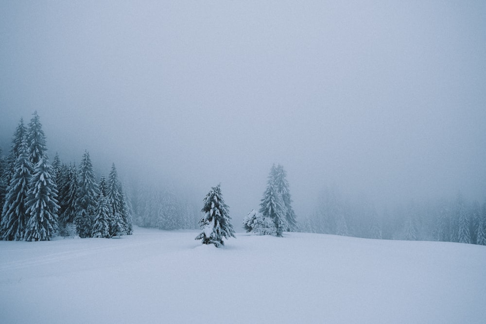 snow covered trees during daytime